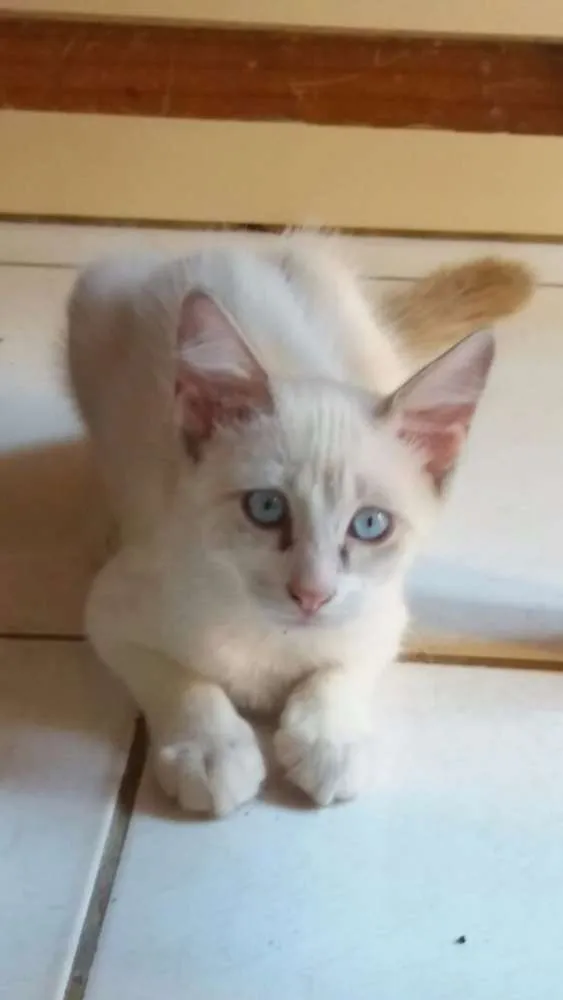 Gato raça Raciado de Siames  idade 2 a 6 meses nome Não definido! 