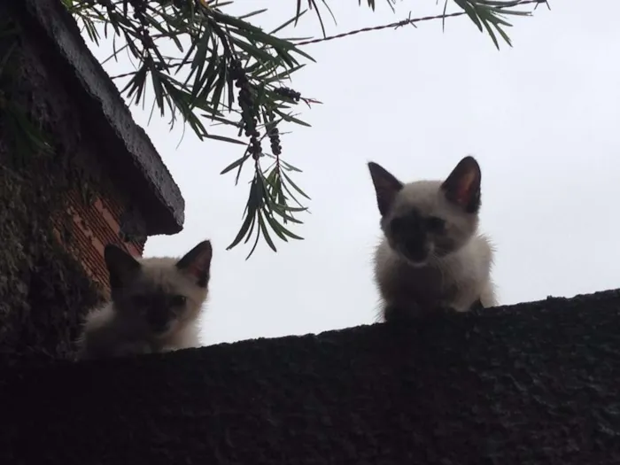 Gato ra a  idade Abaixo de 2 meses nome na