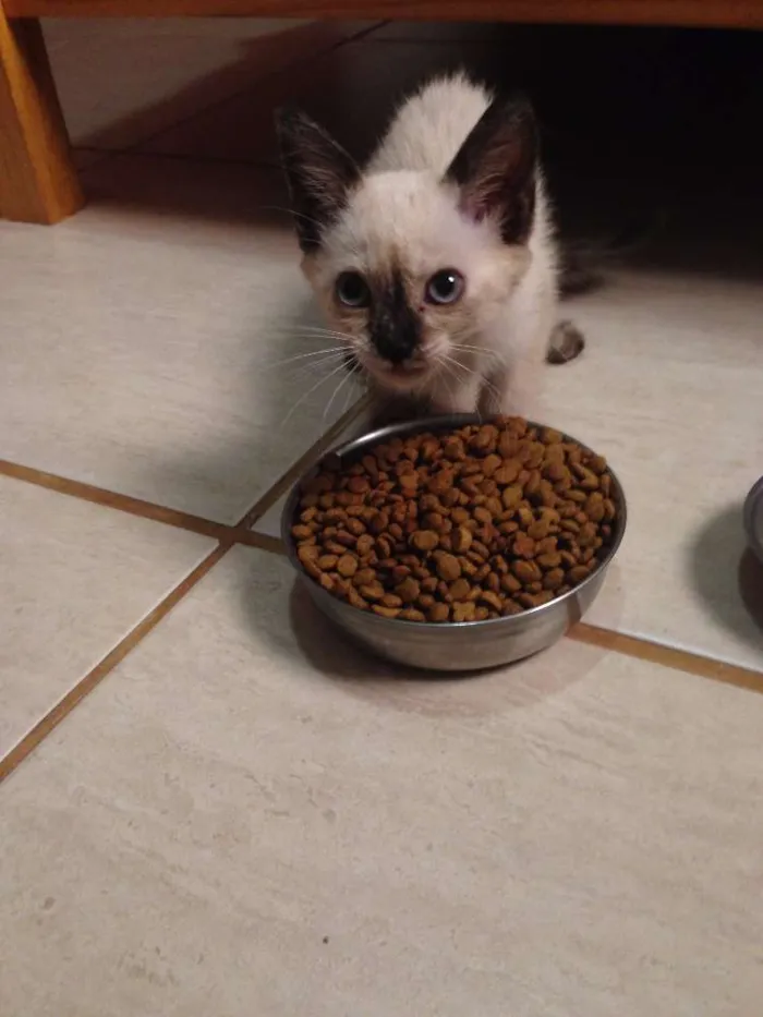 Gato ra a  idade Abaixo de 2 meses nome na