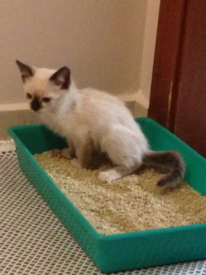 Gato ra a  idade Abaixo de 2 meses nome na