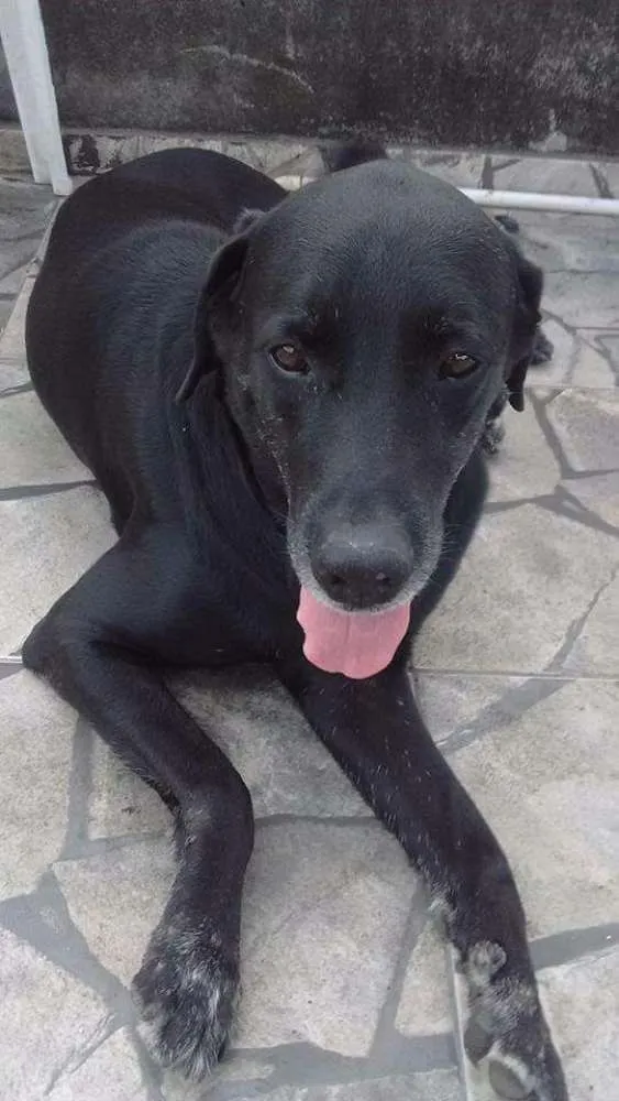 Cachorro ra a Labrador idade 6 ou mais anos nome Negão 