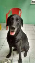 Negão 