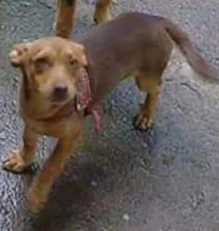 Cachorro ra a Vira lata idade 1 ano nome Mel