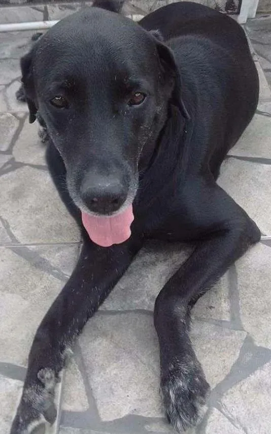 Cachorro ra a Labrador idade 6 ou mais anos nome Negão 