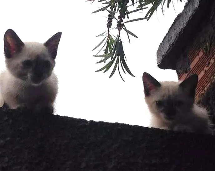 Gato ra a  idade Abaixo de 2 meses nome na