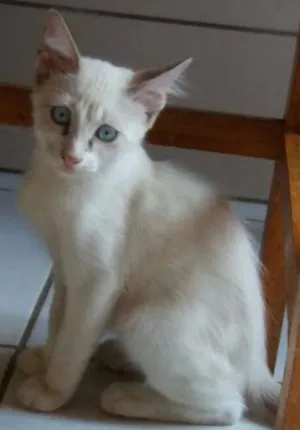 Gato raça Raciado de Siames  idade 2 a 6 meses nome Não definido! 