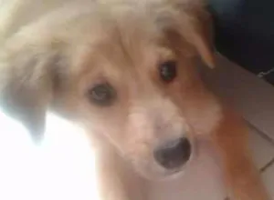 Cachorro raça Vira Lata idade 2 a 6 meses nome Tito