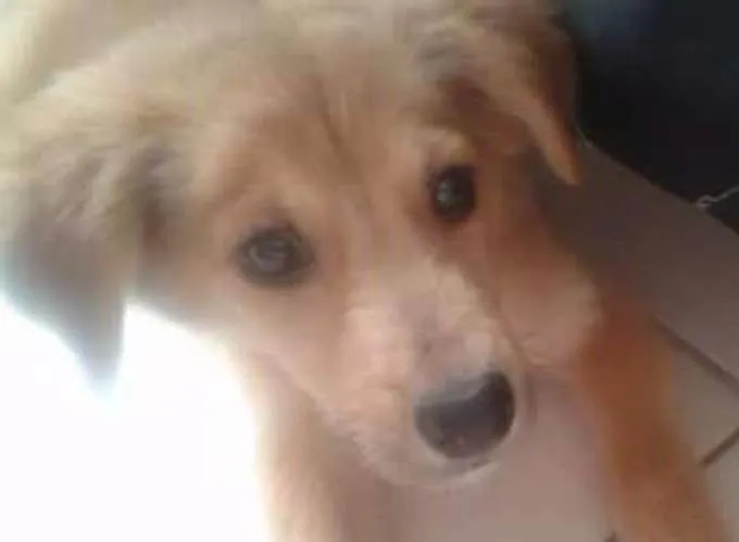 Cachorro raça Vira Lata idade 2 a 6 meses nome Tito