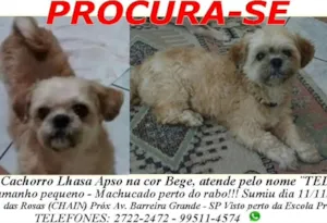 Cachorro raça Lhasa Apso idade 5 anos nome Ted