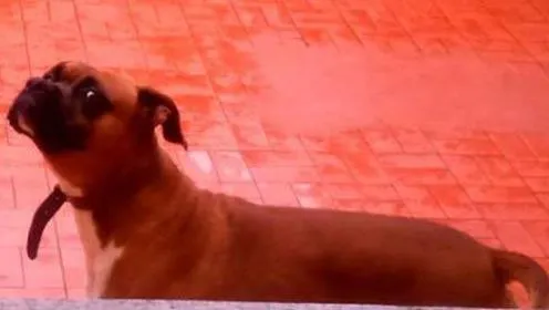 Cachorro ra a Boxer idade 3 anos nome Bart
