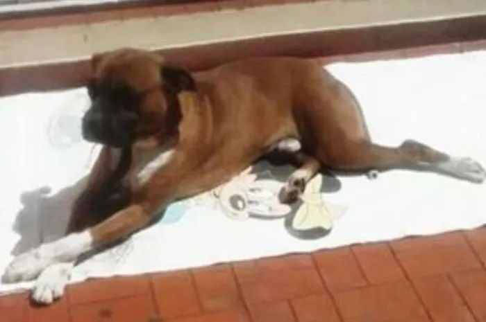 Cachorro ra a Boxer idade 3 anos nome Bart