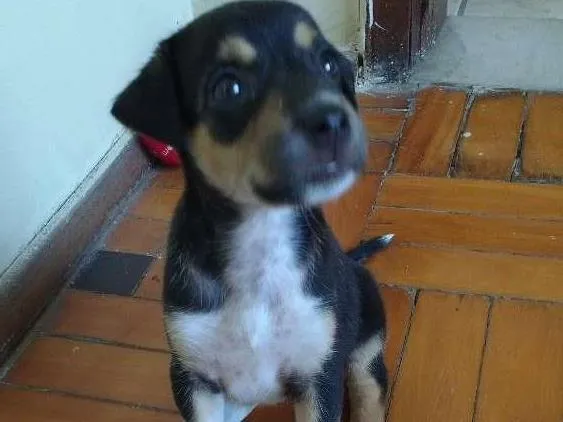 Cachorro ra a RND idade Abaixo de 2 meses nome Kira