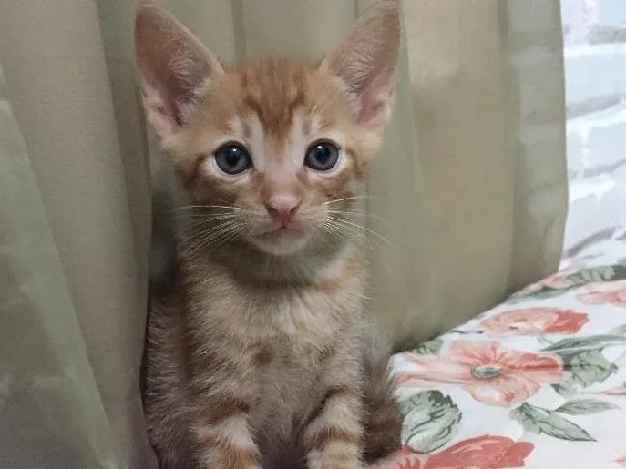 Gato ra a  idade Abaixo de 2 meses nome Gatinhos