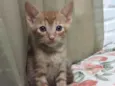 Gatinhos