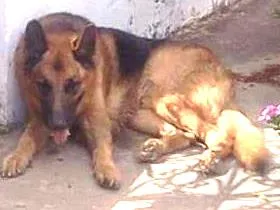 Cachorro raça pastor alemão idade 3 anos nome nao sei