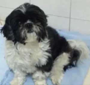 Cachorro raça Shih tzu idade 6 ou mais anos nome Bolinha