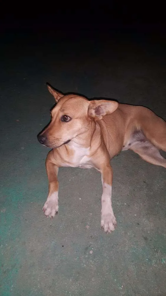 Cachorro raça Dog street idade 1 ano nome Mel