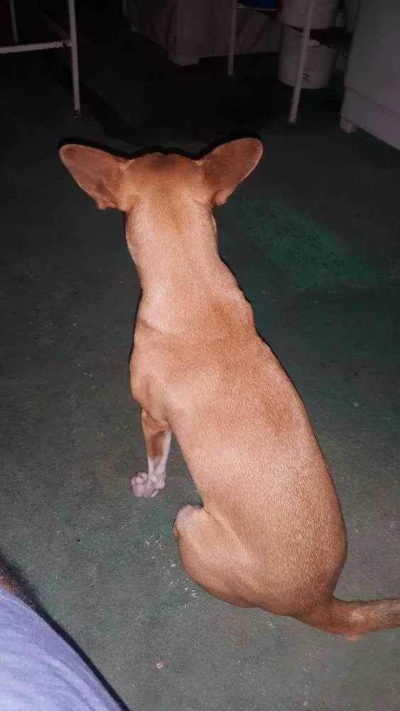Cachorro raça Dog street idade 1 ano nome Mel