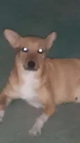Mel