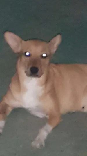 Cachorro raça Dog street idade 1 ano nome Mel