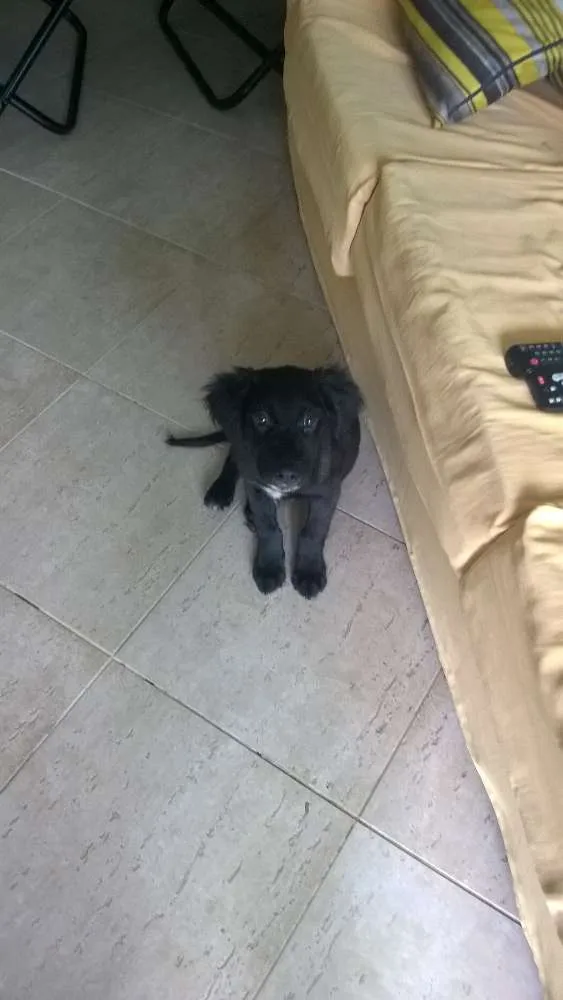 Cachorro ra a sem definiçao idade 2 a 6 meses nome Thor
