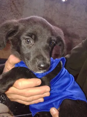 Cachorro raça SRD idade 2 a 6 meses nome PENÉLOPE