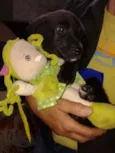 PENÉLOPE