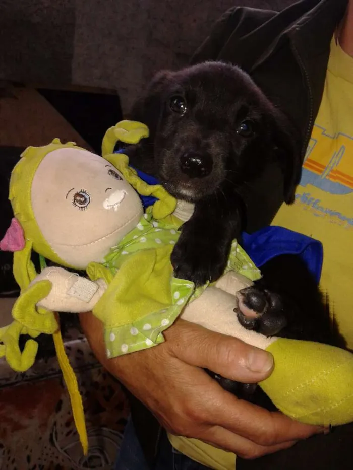 Cachorro ra a SRD idade 2 a 6 meses nome PENÉLOPE
