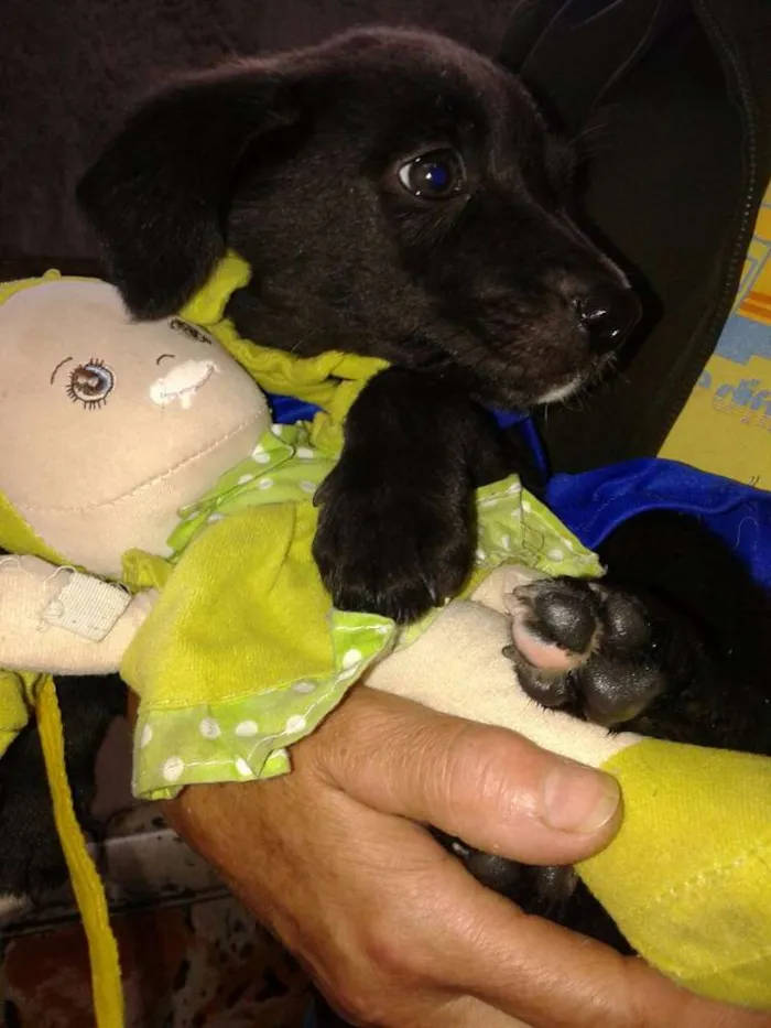 Cachorro ra a SRD idade 2 a 6 meses nome PENÉLOPE