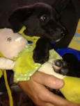 PENÉLOPE