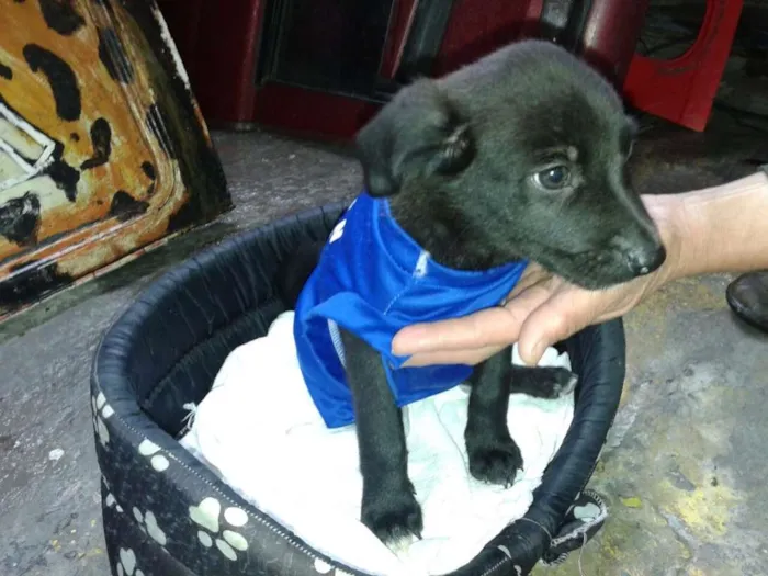 Cachorro ra a SRD idade 2 a 6 meses nome PENÉLOPE