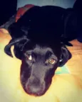 Mel