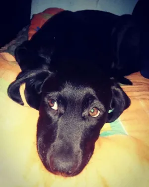Cachorro raça Labradora  idade 2 a 6 meses nome Mel
