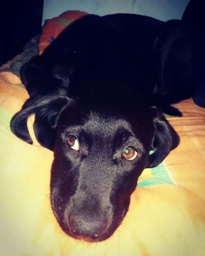Cachorro ra a Labradora  idade 2 a 6 meses nome Mel