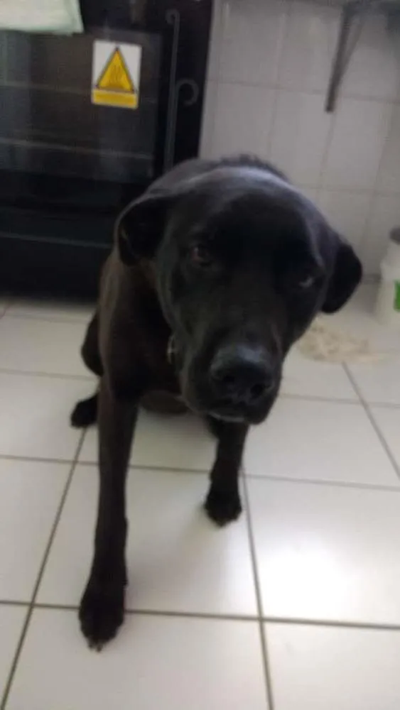 Cachorro ra a Vira lata idade 6 ou mais anos nome Milly