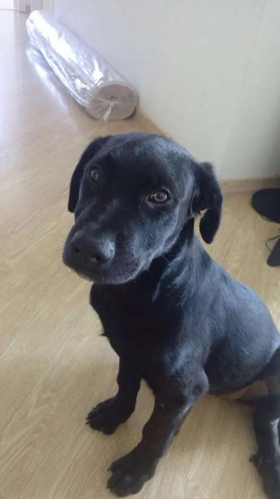 Cachorro ra a Labradora  idade 2 a 6 meses nome Mel