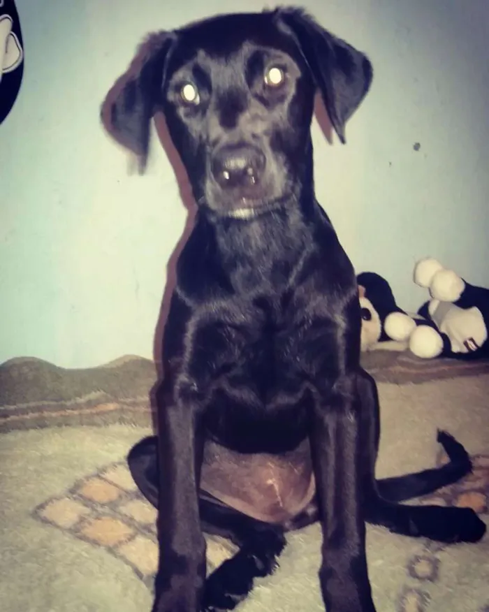 Cachorro ra a Labradora  idade 2 a 6 meses nome Mel