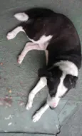 Cachorro raça vira lata idade 2 anos nome Boby