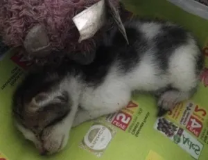 Gato raça Vira lata  idade Abaixo de 2 meses nome Sem nome 