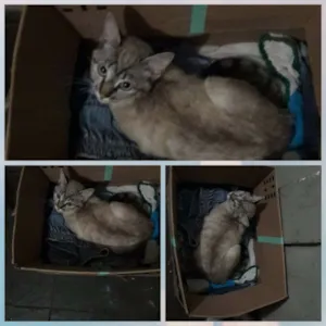 Gato raça indefinida  idade 2 a 6 meses nome Indefinido