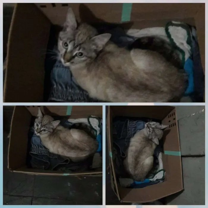 Gato ra a indefinida  idade 2 a 6 meses nome Indefinido