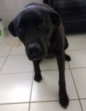 Cachorro raça Vira lata idade 6 ou mais anos nome Milly