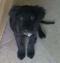 Cachorro raça sem definiçao idade 2 a 6 meses nome Thor