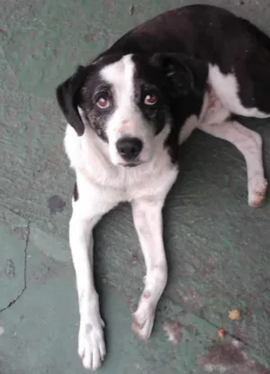 Cachorro raça vira lata idade 2 anos nome Boby