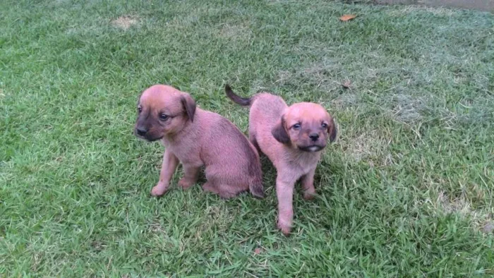 Cachorro raça Não definida idade Abaixo de 2 meses nome Filhotes
