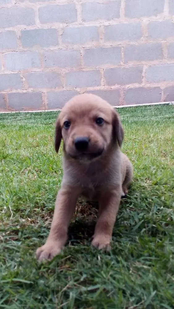 Cachorro raça Não definida idade Abaixo de 2 meses nome Filhotes