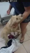 Cachorro raça Indefinido idade 2 a 6 meses nome Tobias