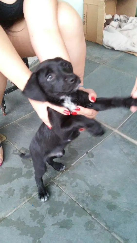 Cachorro raça vira lata  idade Abaixo de 2 meses nome Thor
