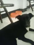 Cachorro raça SRD idade 7 a 11 meses nome Pingo