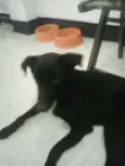 Cachorro raça SRD idade 7 a 11 meses nome Pingo